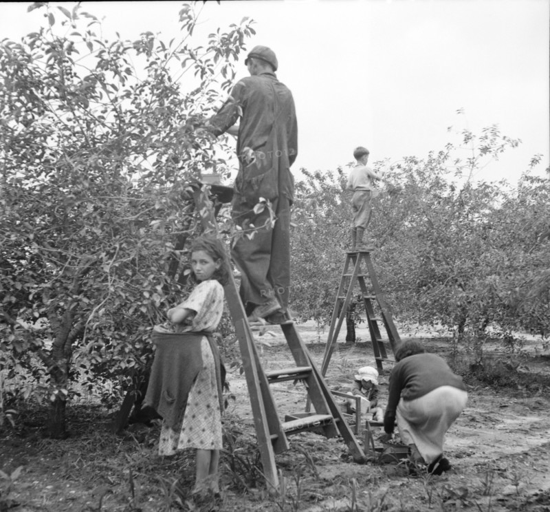 Cherry pickers near Millville, New Jersey, 1936. Creator: Dorothea Lange.