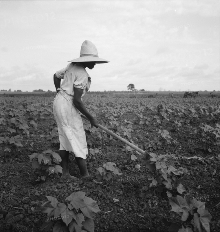 Alabama Negro working in field near Eutaw, Alabama, 1936. Creator: Dorothea Lange.