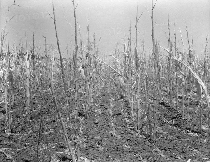 Corn, drought-stricken and eaten off by grasshoppers, Near Russelville, Arkansas, 1936. Creator: Dorothea Lange.