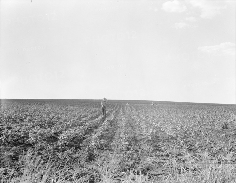Hoeing cotton, South Texas, 1936. Creator: Dorothea Lange.