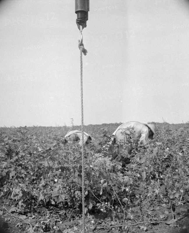 Cotton picking in south Texas, 1936. Creator: Dorothea Lange.