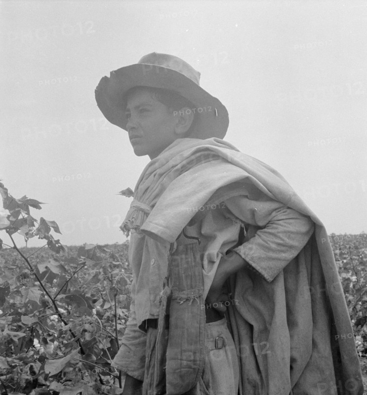 Cotton picking in south Texas, 1936. Creator: Dorothea Lange.