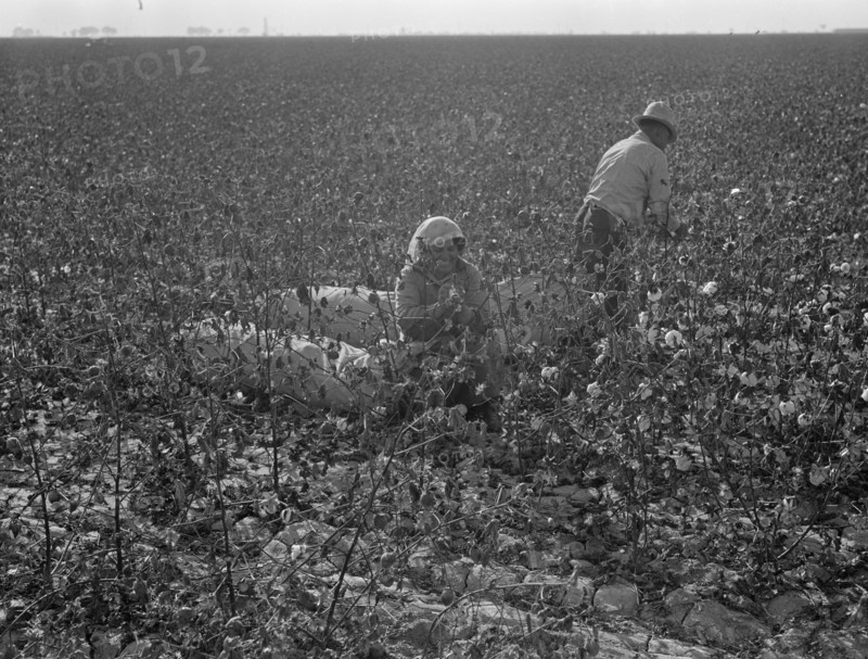 Picking cotton, San Joaquin Valley, California, 1936. Creator: Dorothea Lange.