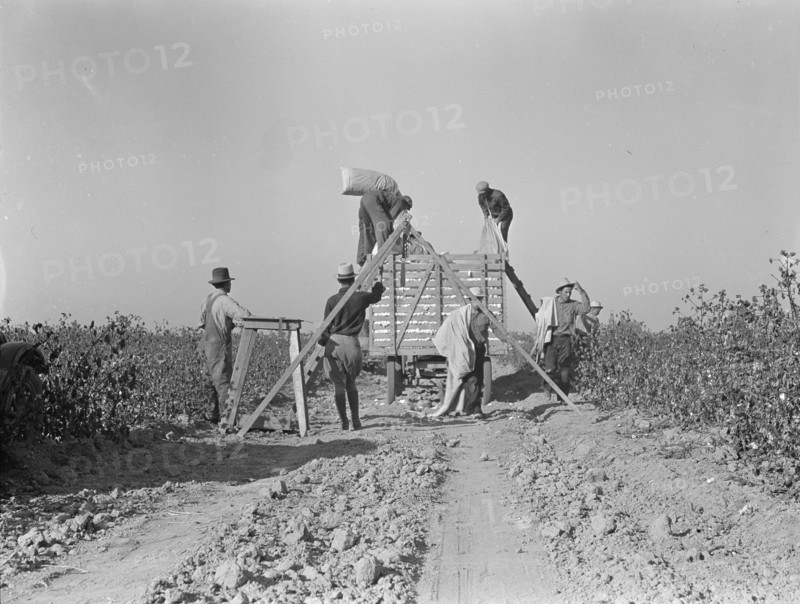 Weighing in cotton, San Joaquin Valley, California, 1936. Creator: Dorothea Lange.