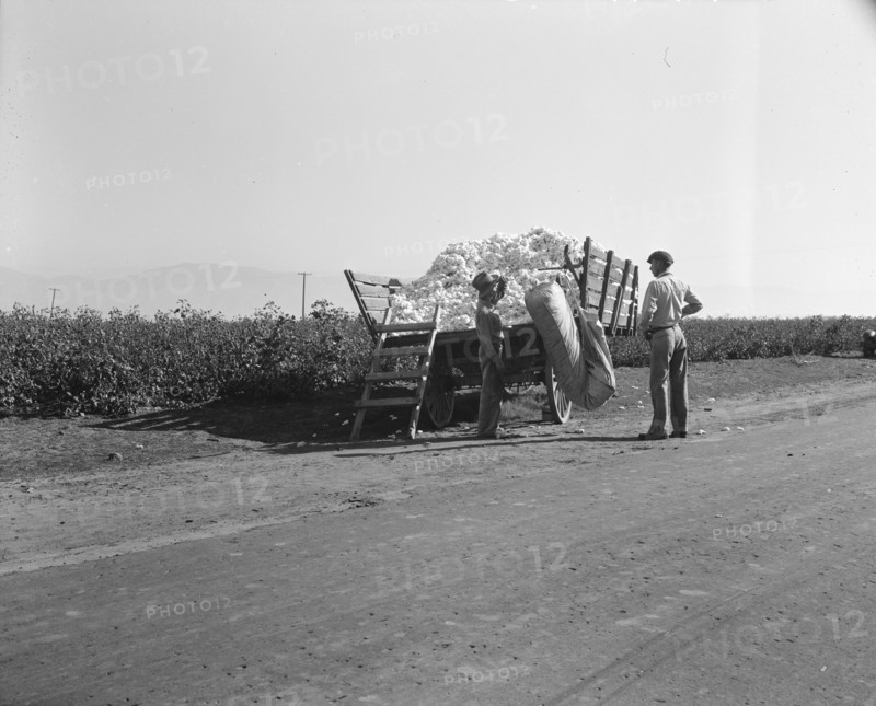 Weighing in cotton, Southern San Joaquin Valley, California, 1936. Creator: Dorothea Lange.