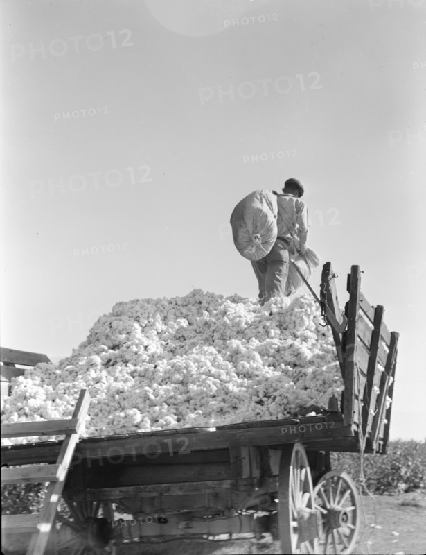Loading cotton, Southern San Joaquin Valley, California, 1936. Creator: Dorothea Lange.