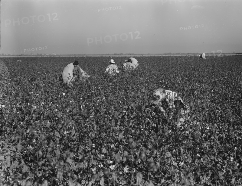 Cotton pickers at work in the southern San Joaquin Valley, California, 1936. Creator: Dorothea Lange.