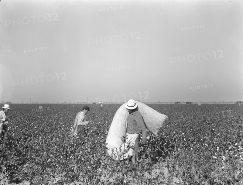 Pickers in cotton field, Southern San Joaquin Valley, California, 1936. Creator: Dorothea Lange.
