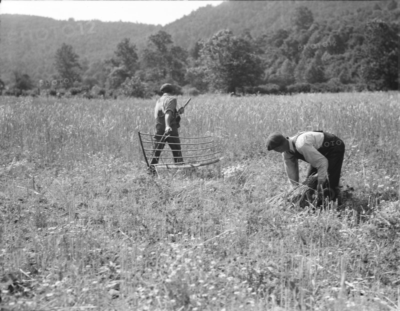 Men cradling wheat in eastern Virginia near Sperryville, 1936. Creator: Dorothea Lange.