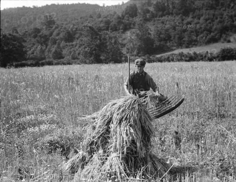 Cradling wheat near Sperryville, Virginia, 1936. Creator: Dorothea Lange.