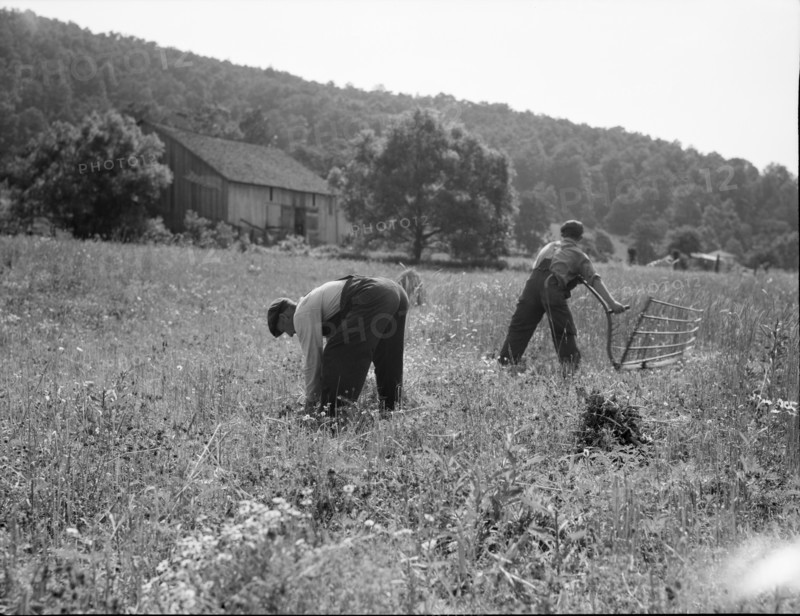 Cradling wheat near Sperryville, Virginia, 1936. Creator: Dorothea Lange.