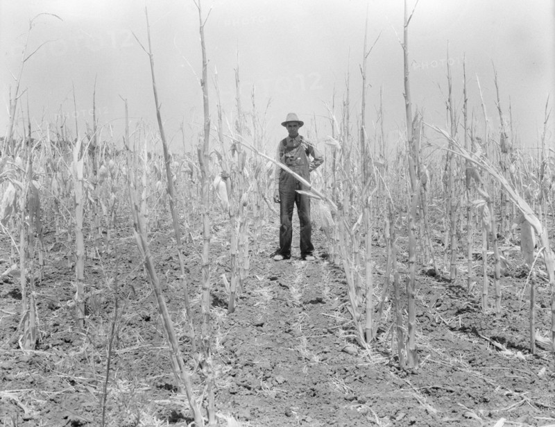 Corn, drought-stricken and eaten off by grasshoppers. Near Russelville, Arkansas, 1936. Creator: Dorothea Lange.