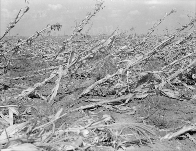 [Untitled, possibly related to: Corn, dried up..., between Dallas and Waco, Texas], 1936. Creator: Dorothea Lange.