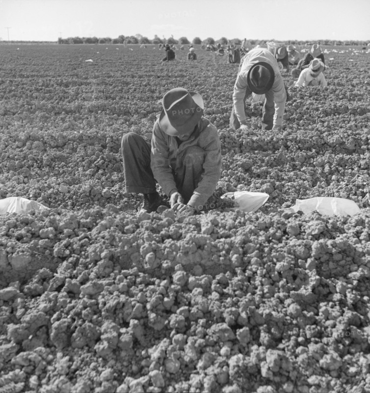 The kind of work drought refugees and Mexicans do in the Imperial Valley, California, 1937. Creator: Dorothea Lange.