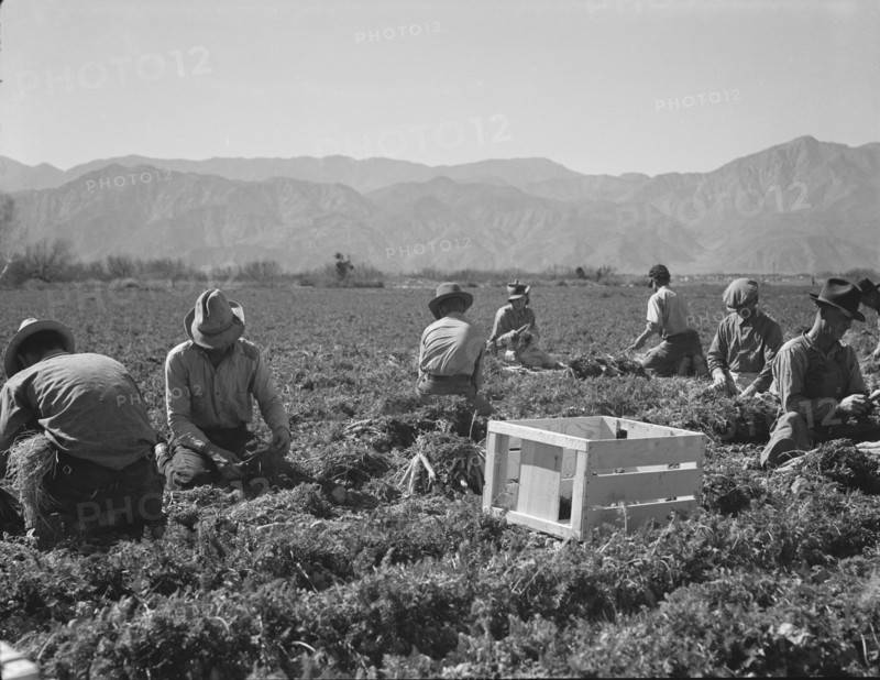 Carrot pullers from Texas, Oklahoma, Missouri, Arkansas and Mexico in California, 1937. Creator: Dorothea Lange.