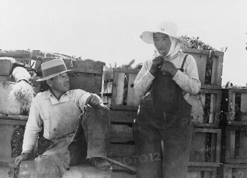 Japanese agricultural workers packing broccoli near Guadalupe, California, 1937. Creator: Dorothea Lange.