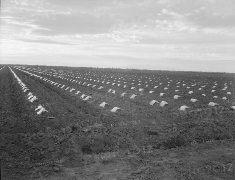 Capped cantaloupe, Imperial Valley, California, 1937. Creator: Dorothea Lange.