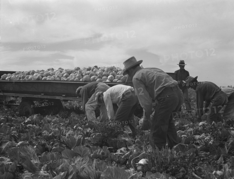 Cabbage cutting and hauling by new Vessey (flat truck) system, Imperial Valley, California, 1937. Creator: Dorothea Lange.