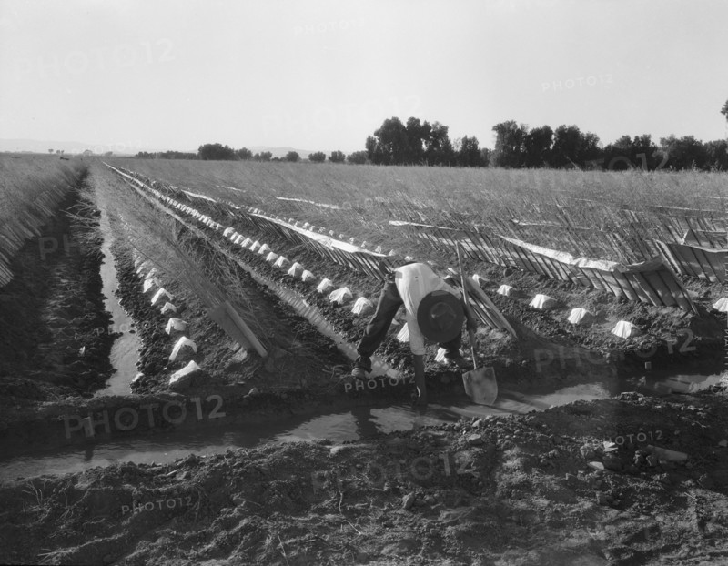 Irrigator in brushed and capped cantaloupe field, Imperial Valley, California, 1937. Creator: Dorothea Lange.