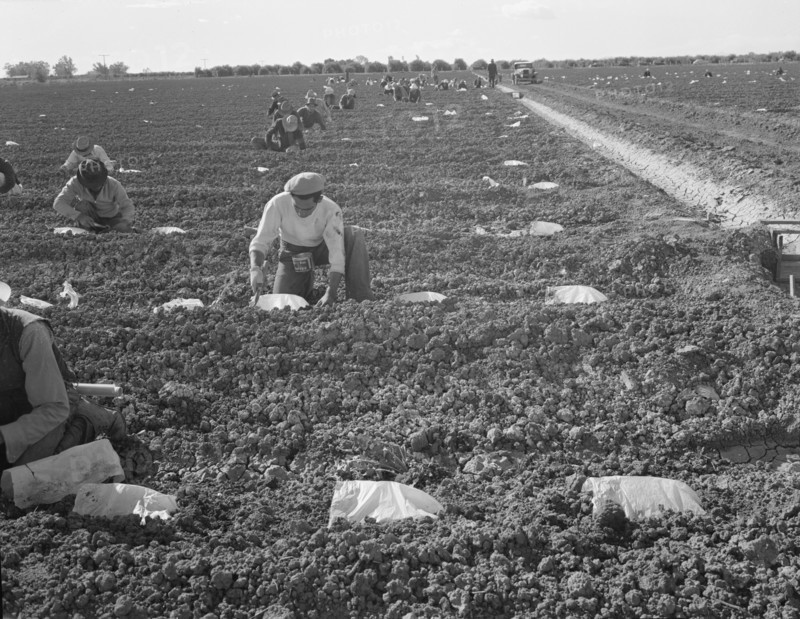 Mexican gang of migratory laborers under a Japanese field boss, Imperial Valley, California, 1937. Creator: Dorothea Lange.