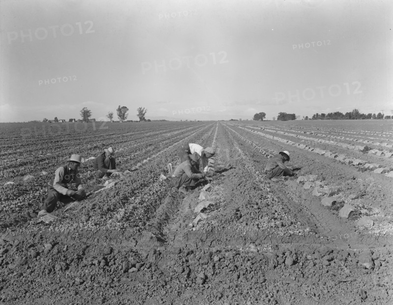 Mexican gang of migratory laborers under a Japanese field boss, Imperial Valley, California, 1937. Creator: Dorothea Lange.