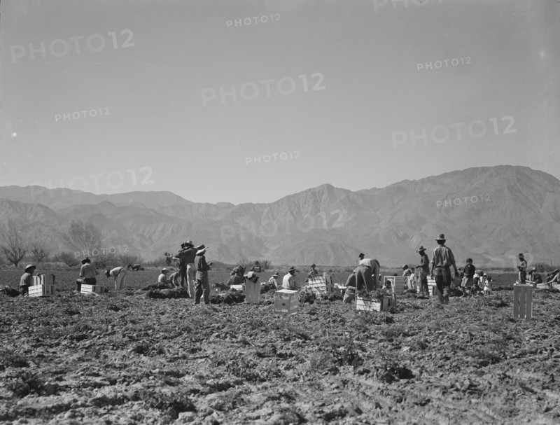 Carrot pullers from Texas, Oklahoma, Missouri, Arkansas and Mexico in Coachella Valley, CA, 1937. Creator: Dorothea Lange.