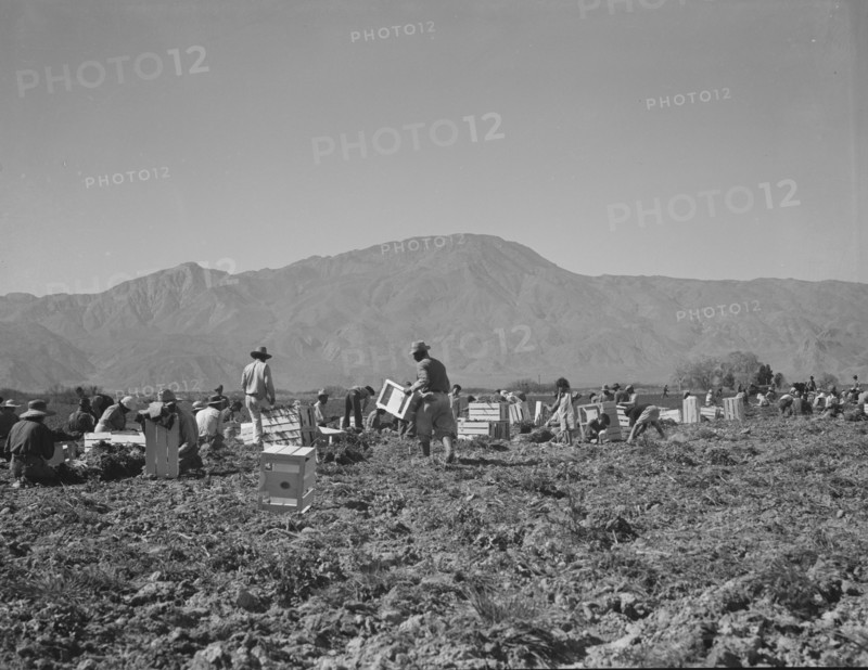 Carrot pullers from Texas, Oklahoma, Missouri, Arkansas and Mexico in Coachella Valley, CA, 1937. Creator: Dorothea Lange.