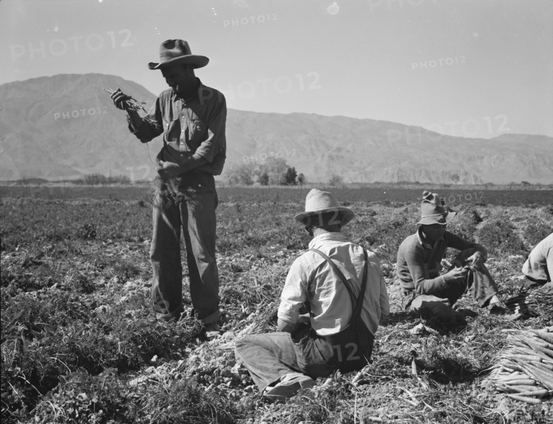Carrot pullers from Texas, Oklahoma, Missouri, Arkansas and Mexico in Coachella Valley, CA, 1937. Creator: Dorothea Lange.