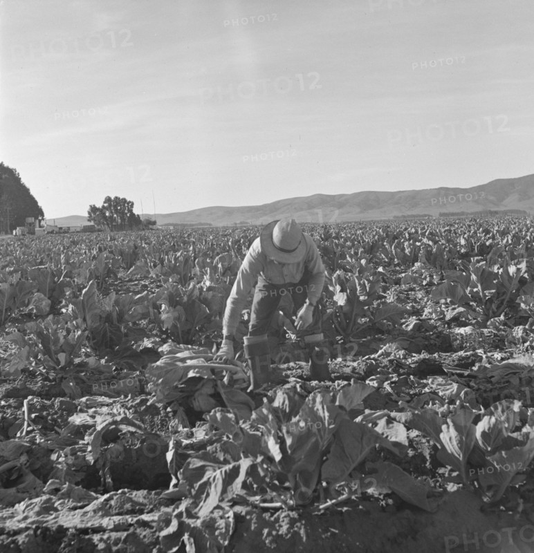 Filipino boy, one of a labor gang, cutting cauliflower near Santa Maria, California, 1937. Creator: Dorothea Lange.