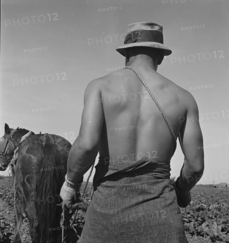 Cauliflower fields, Spring plowing, Guadalupe, California., 1937. Creator: Dorothea Lange.
