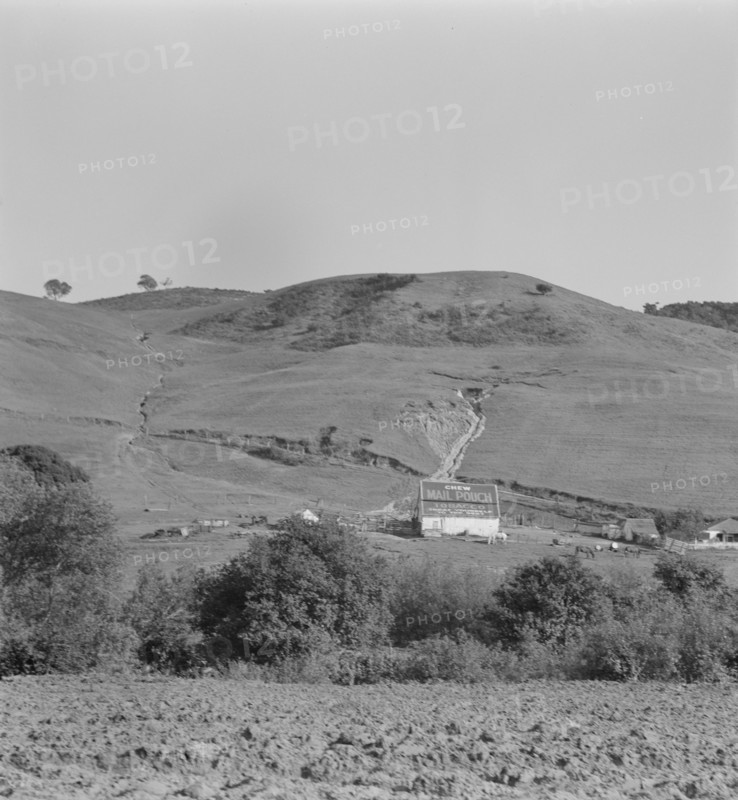 Soil erosion in California hills, small dairy ranch near Gibson, California, 1937. Creator: Dorothea Lange.
