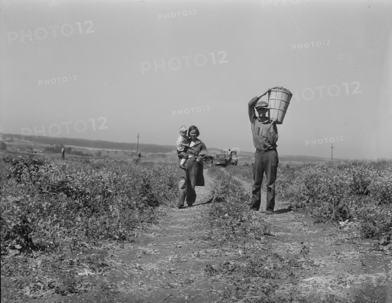 Drought refugees from Oklahoma at work in the pea fields near Nipomo, California, 1937. Creator: Dorothea Lange.