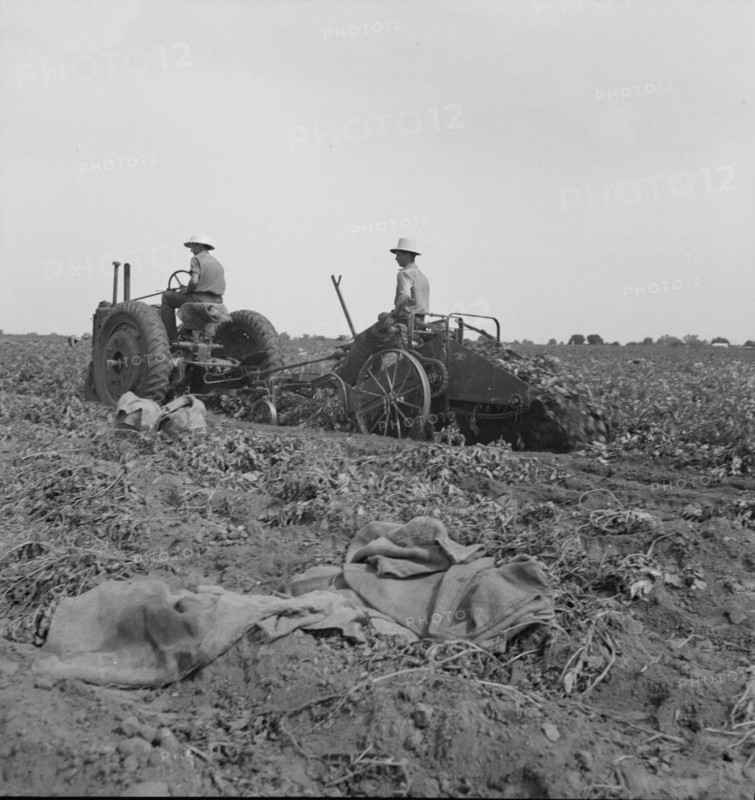 Mechanical potato digger near Shafter, California, 1937. Creator: Dorothea Lange.