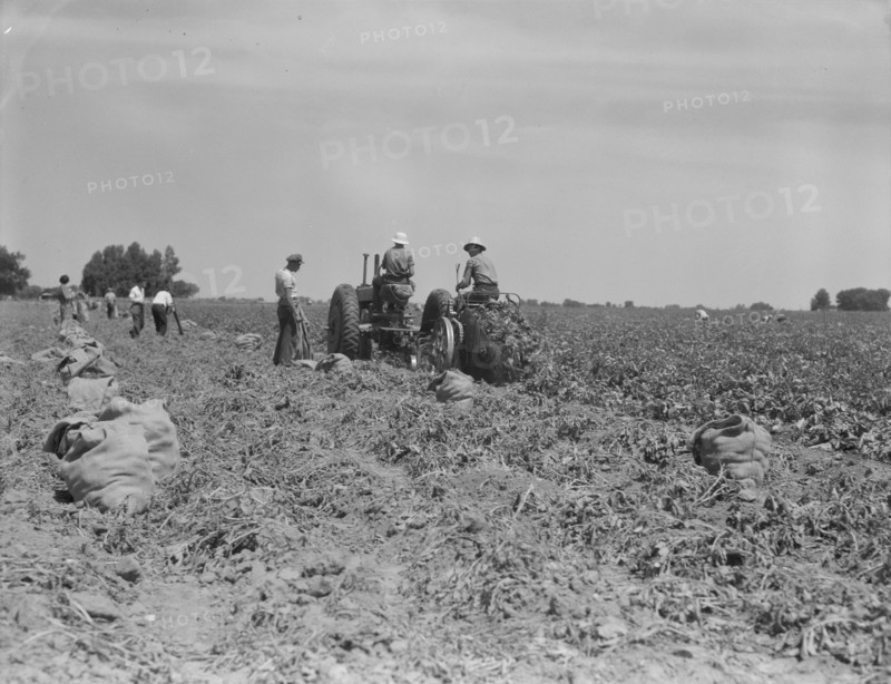 Mechanical potato digger in the field, Shafter, California, 1937. Creator: Dorothea Lange.