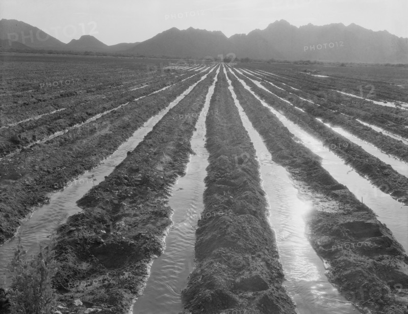 Irrigated field of cotton seventy miles from Phoenix, Arizona, 1937. Creator: Dorothea Lange.