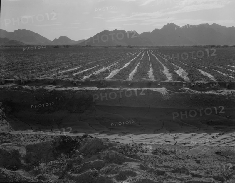 Irrigated fields of Acala cotton seventy miles from Phoenix, Arizona, 1937. Creator: Dorothea Lange.