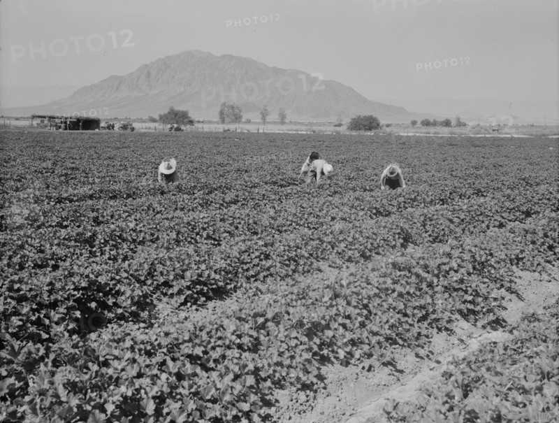 Mexicans picking cantaloupes, Imperial Valley, California, 1937. Creator: Dorothea Lange.
