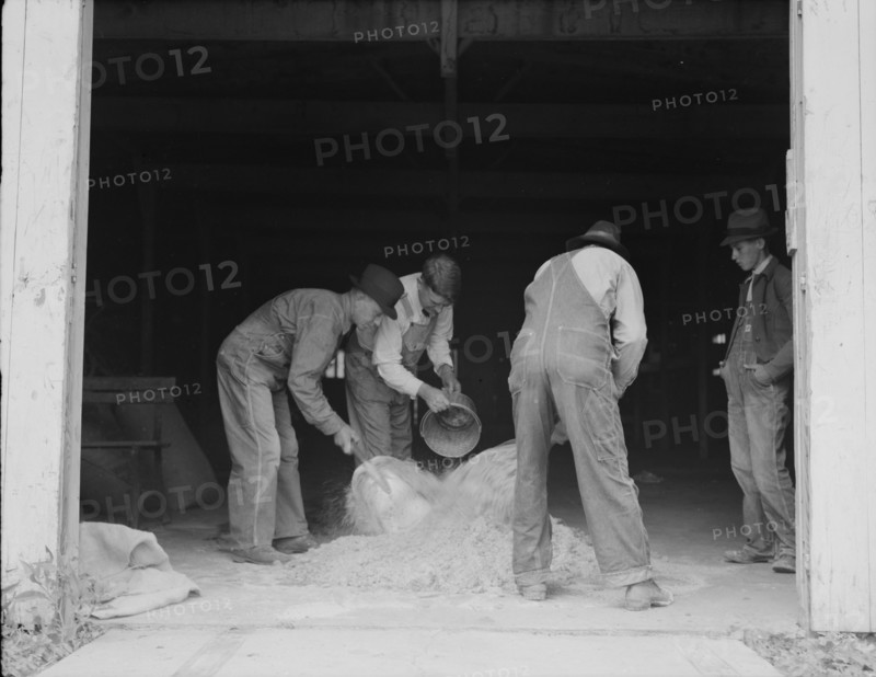 Farmers sack mixed grasshopper bait...Oklahoma, 1937. Creator: Dorothea Lange.