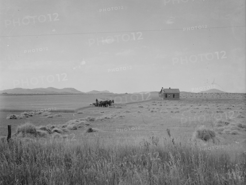 Abandoned tenant house and large-scale wheat field near Kincaid, Texas, 1937. Creator: Dorothea Lange.