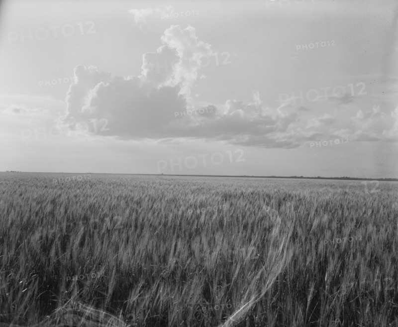 Oklahoma wheat, 1937. Creator: Dorothea Lange.