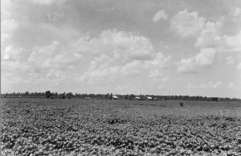 The Delta landscape is dotted with cotton cabins..., Washington County, Mississippi, 1937. Creator: Dorothea Lange.