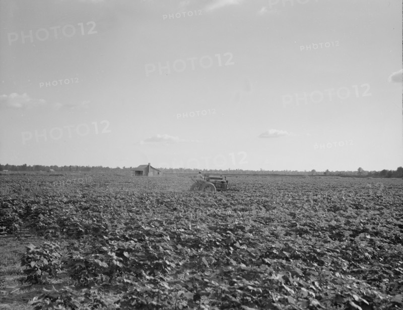 Houses dot the fields, abandoned, Aldridge Plantation near Leland, Mississippi, 1937. Creator: Dorothea Lange.