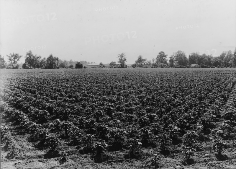 Check row planted cotton, Touchberry Plantation, Issaquena County, Mississippi, 1937. Creator: Dorothea Lange.