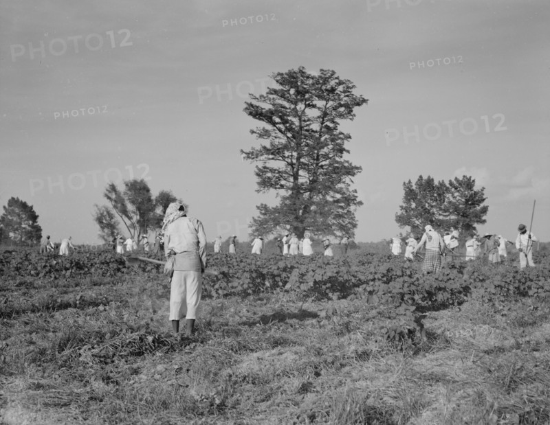 A crew of 200 hoers were brought to the Aldridge Plantation to hoe cotton at a dollar a day, 1937. Creator: Dorothea Lange.