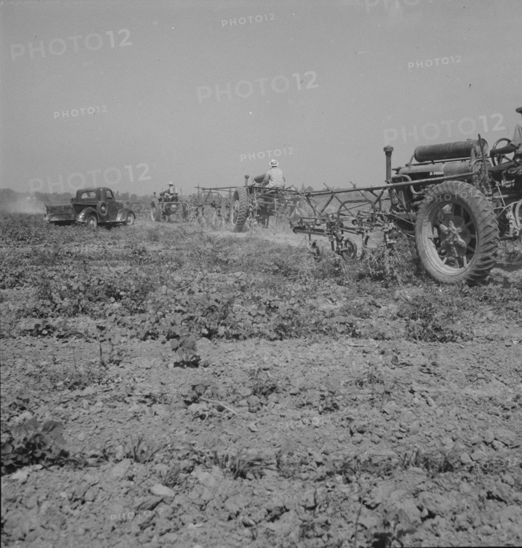 Aldridge Plantation, Mississippi, 1937. Creator: Dorothea Lange.
