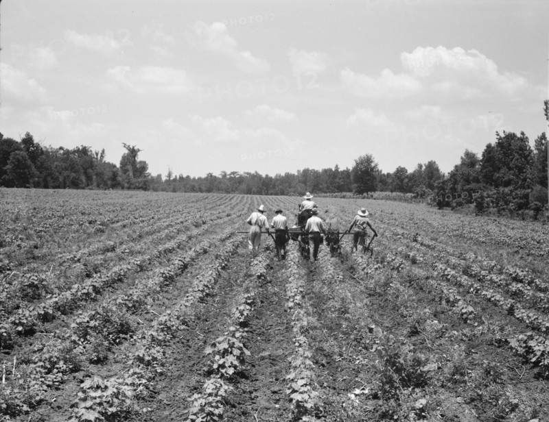 Delta cooperative farm, Hillhouse, Mississippi, 1937. Creator: Dorothea Lange.