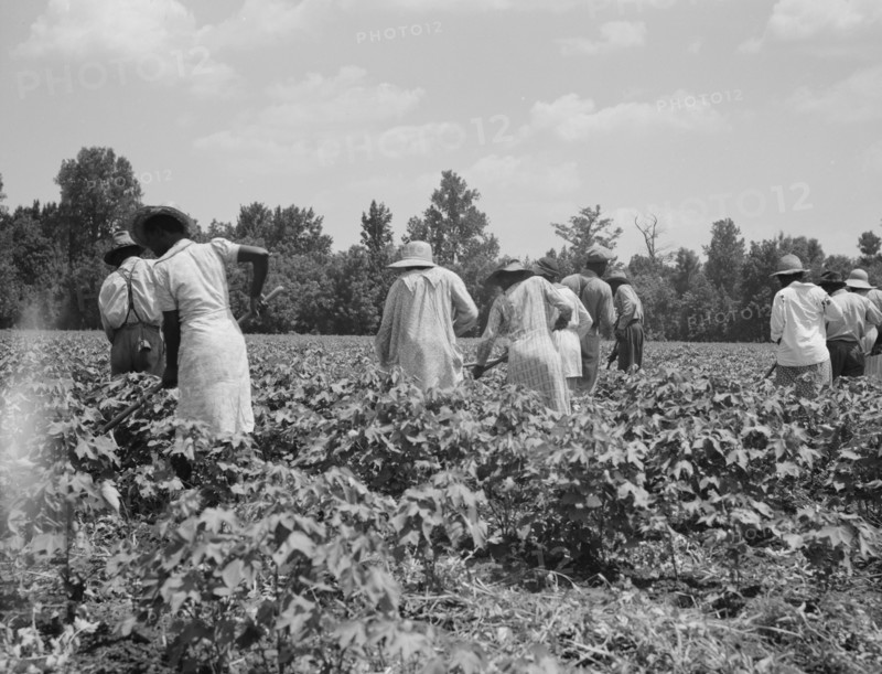 Cotton hoers on the Mississippi Delta, 1937. Creator: Dorothea Lange.