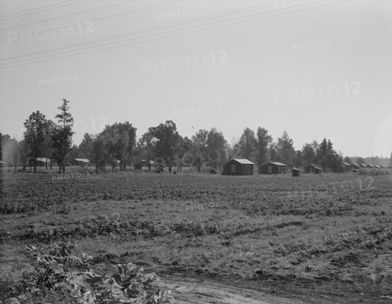 Delta cooperative farms, Hillhouse, Mississippi, 1937. Creator: Dorothea Lange.