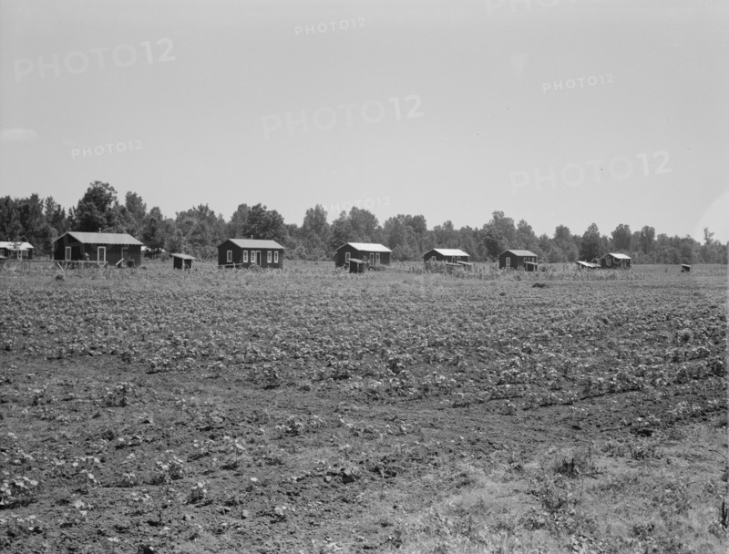 Delta cooperative farm cabins and cotton, Hillhouse, Mississippi, 1937. Creator: Dorothea Lange.