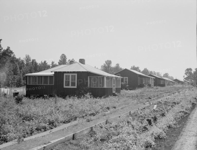 Cabins at the Delta cooperative farms, Hillhouse, Mississippi, 1937. Creator: Dorothea Lange.